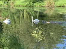 River Scene with Swans